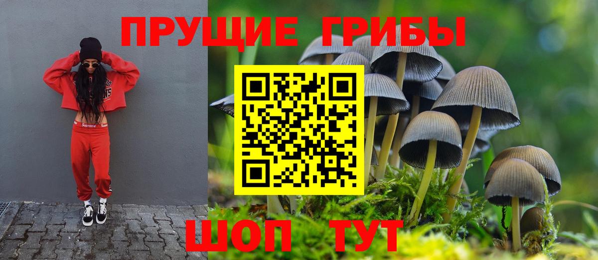 Псилоцибиновые грибы Cubensis Дальнегорск